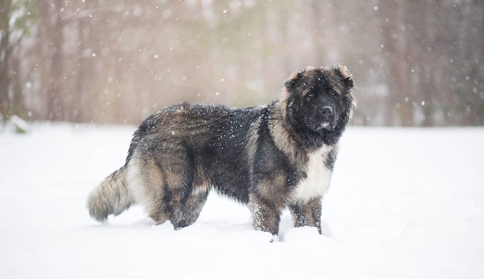 Caucasian Ovcharka