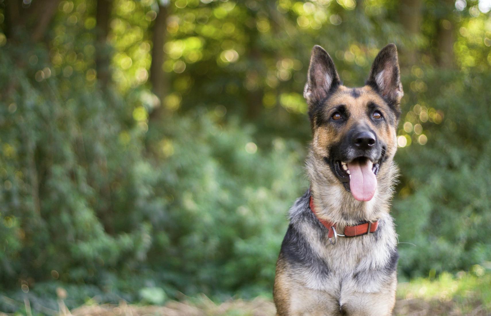 German Shepherd Dogs