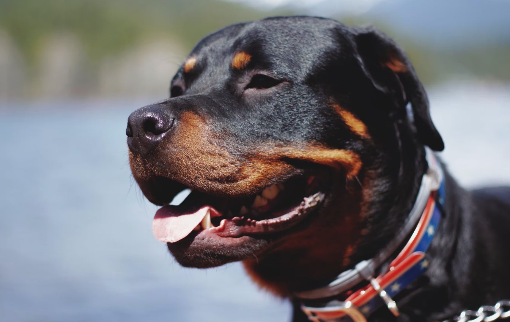 Rottweiler