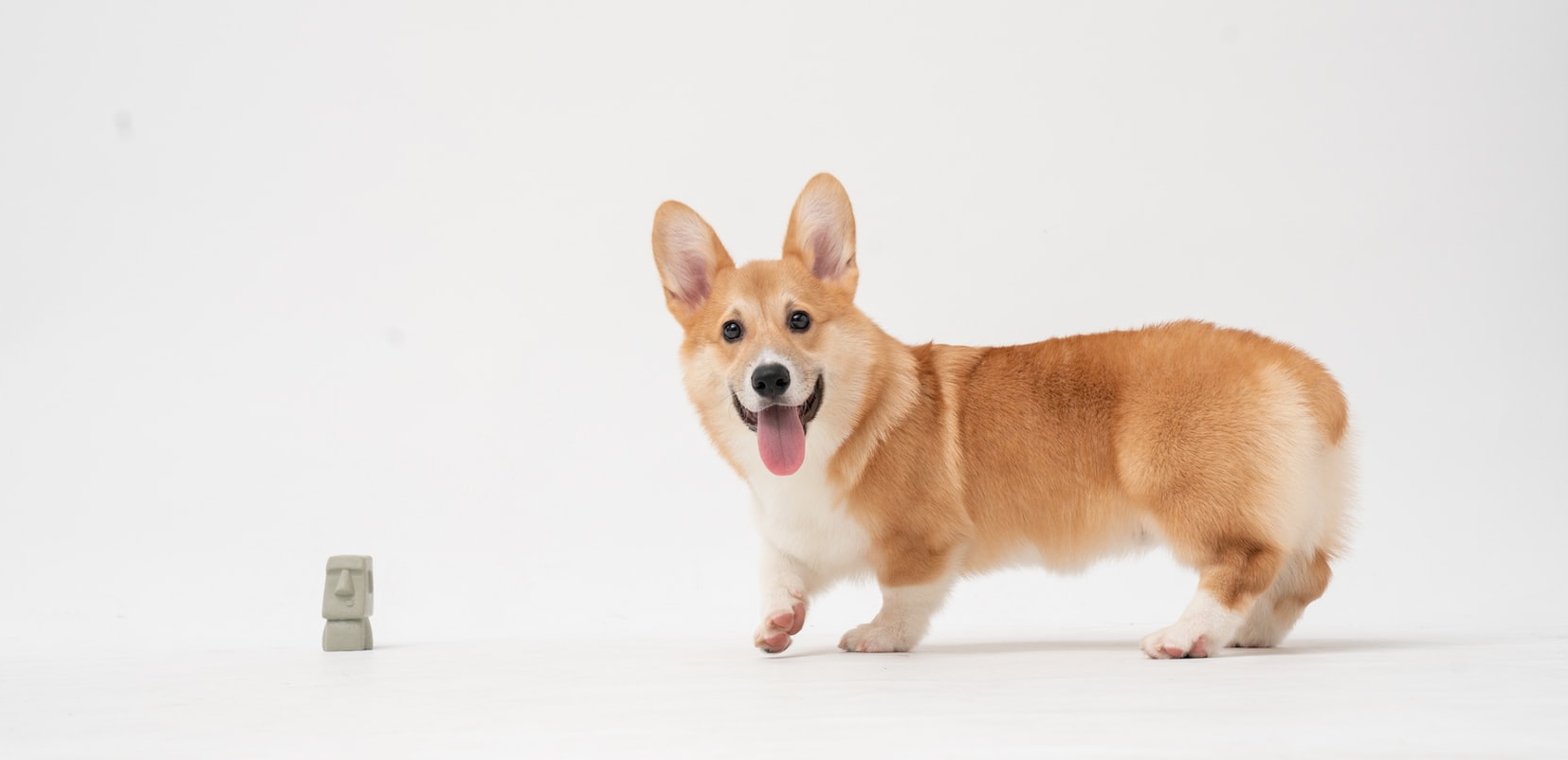 corgi