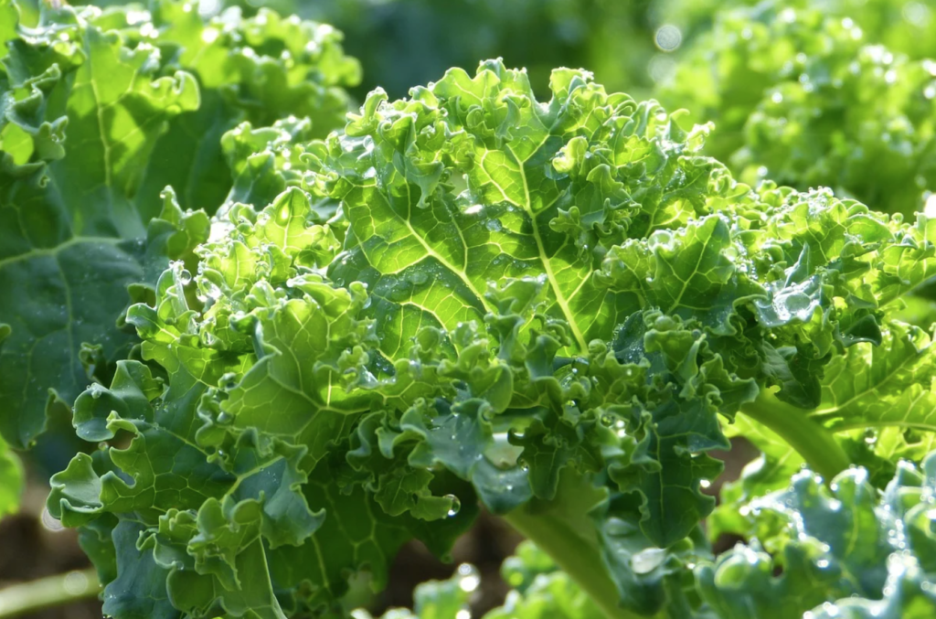A memiliki sebagai penyakit merupakan brokoli yang mengandung karotenoid sumber vitamin yang pencegah daun sifat Karotenoid