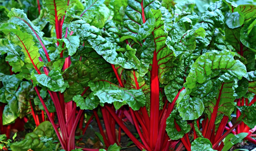 Swiss-chard