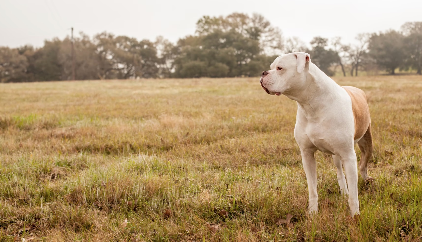 american bulldog