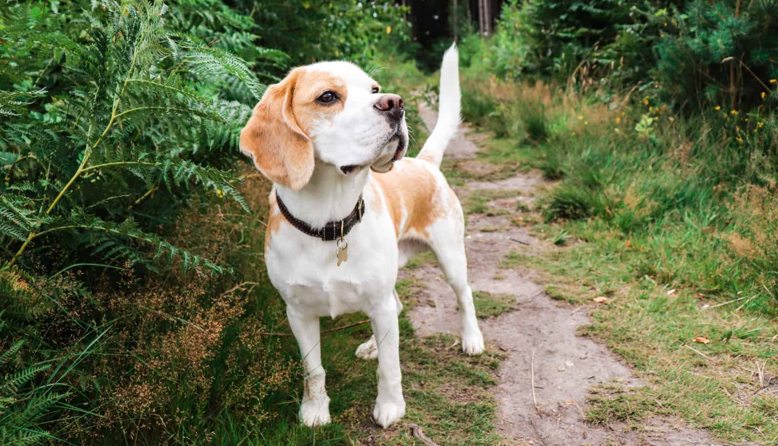 anjing beagle