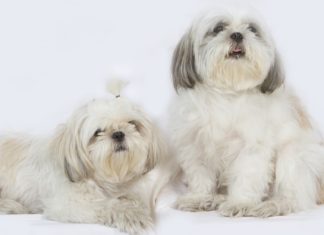 anjing shih tzu