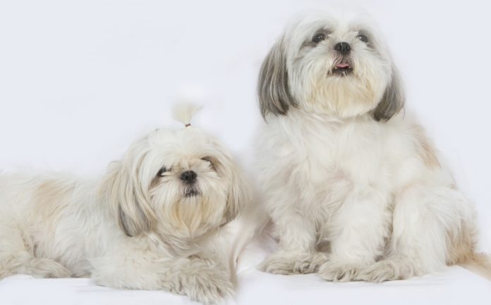anjing shih tzu