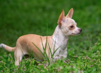 anjing chihuahua