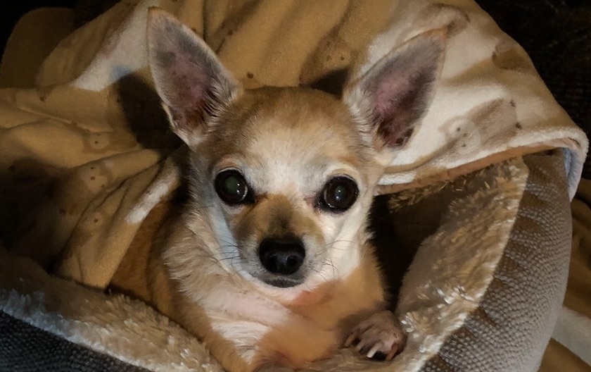 anjing chihuahua