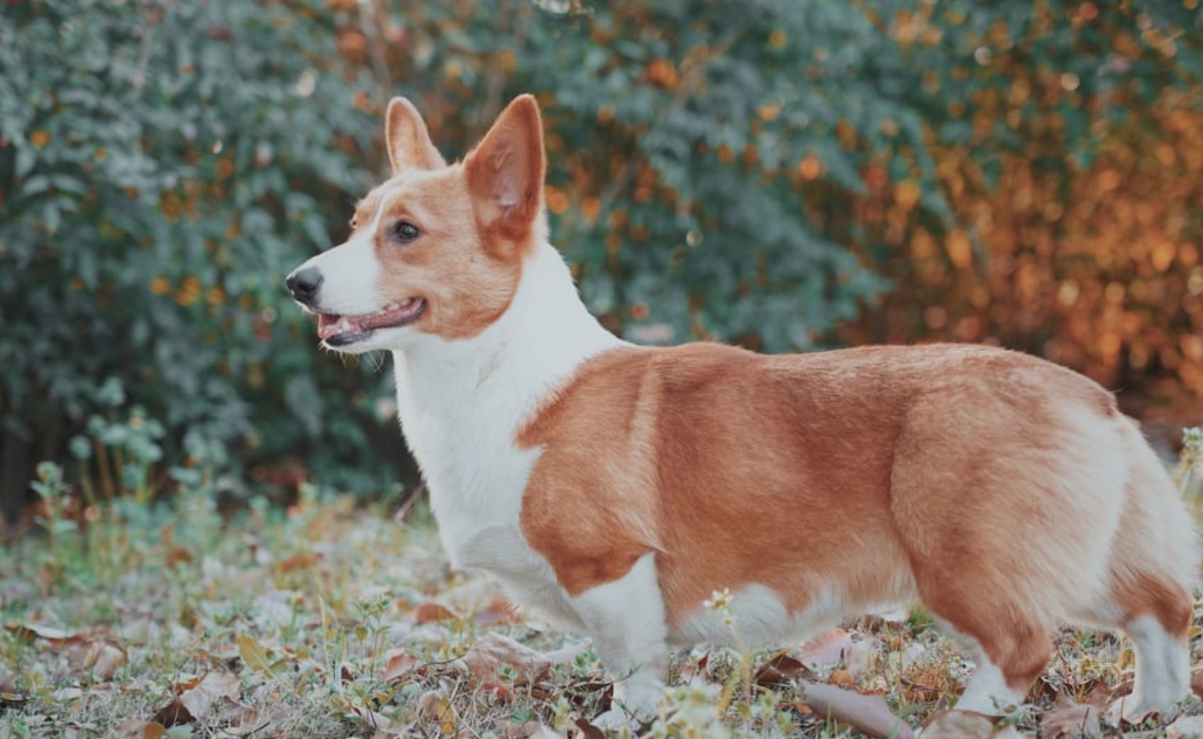 anjing corgi