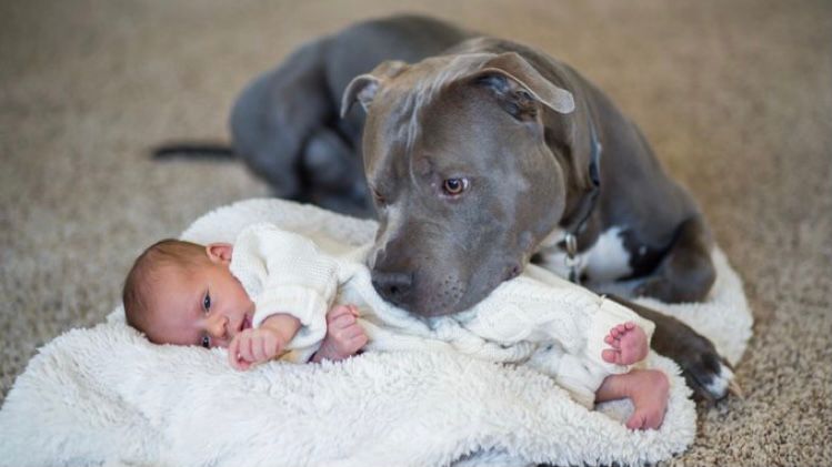 anjing pitbull ramah pada anak kecil