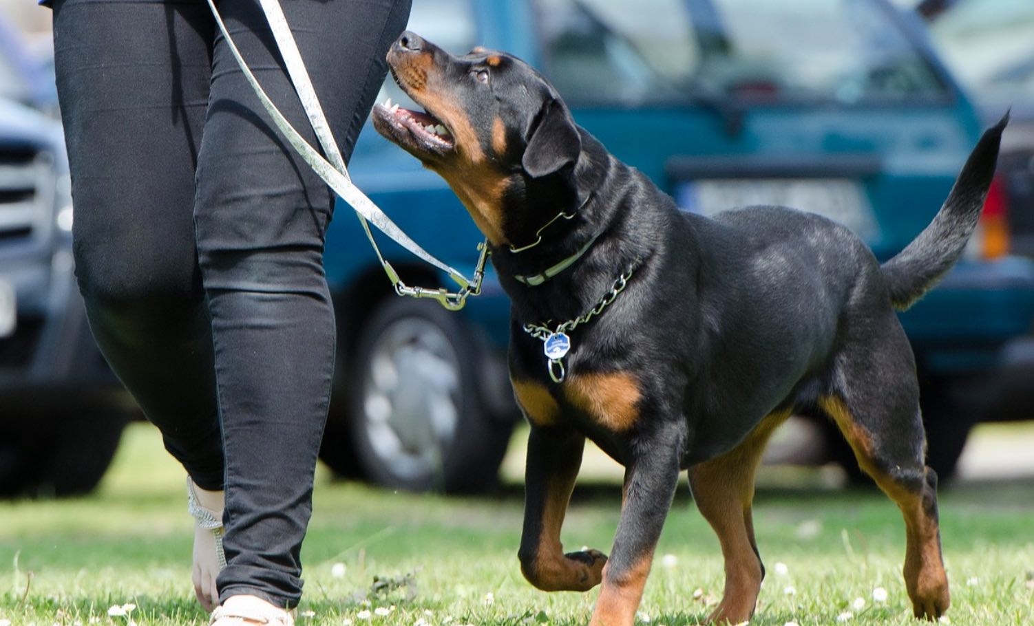 jogging with dog