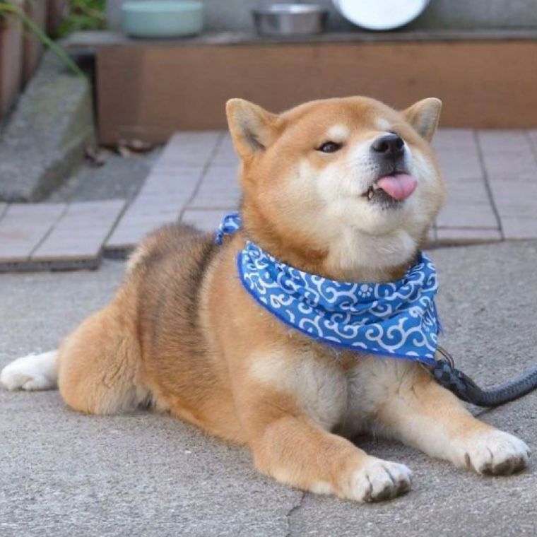 anjing shiba inu