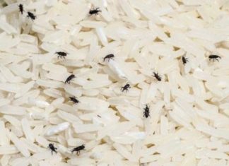 cara menghilangkan kutu beras