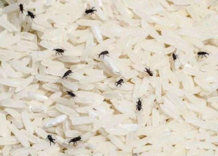 cara menghilangkan kutu beras