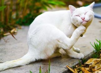 cara menghilangkan kutu kucing