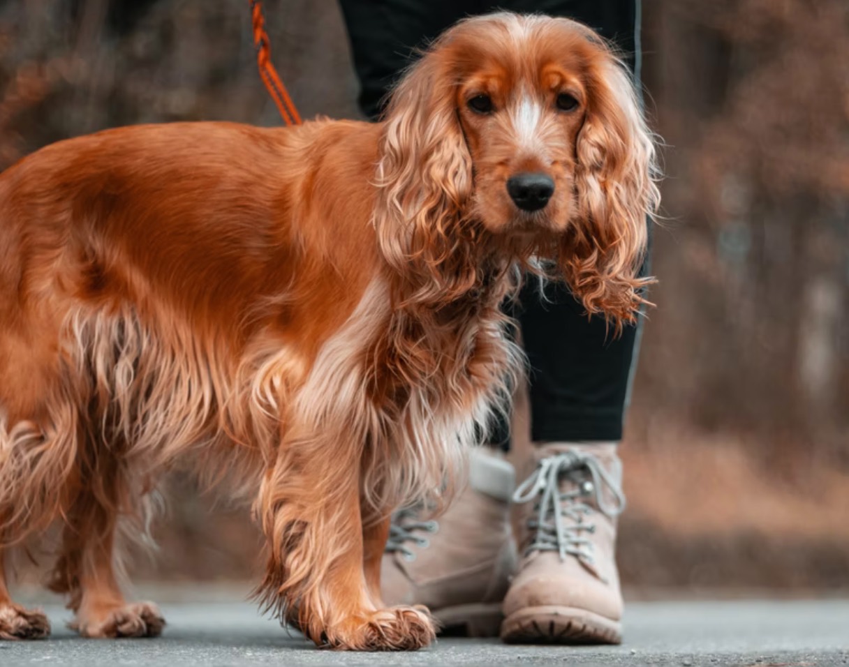 cocker spaniel