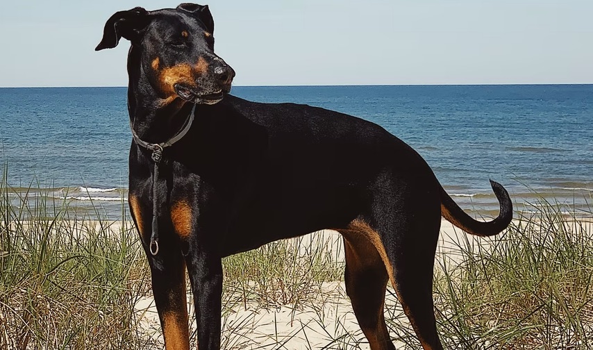 doberman pinscher