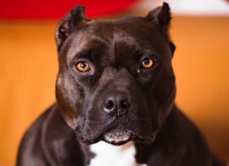 fakta anjing pitbull