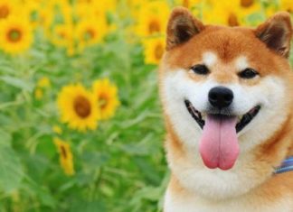 fakta anjing shiba inu