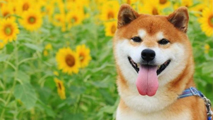 fakta anjing shiba inu