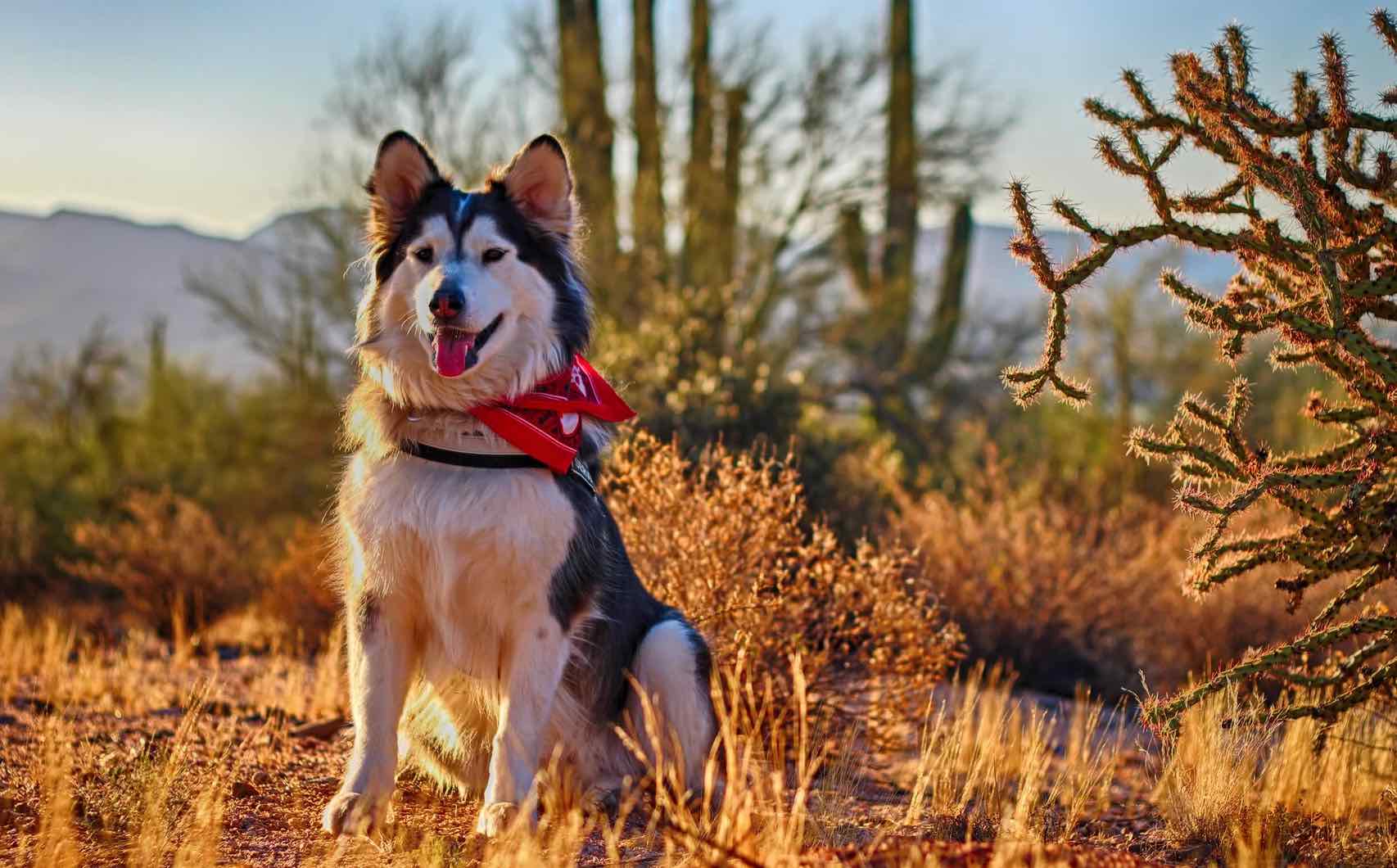 siberian huskies