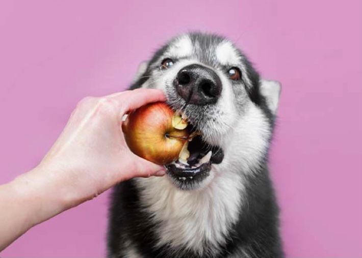 makanan anjing apel
