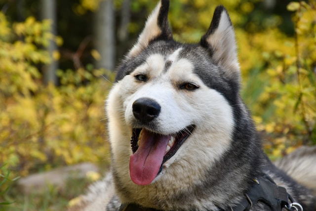 8 Fakta Menarik Anjing Husky Yang Loyal - Blog ruparupa