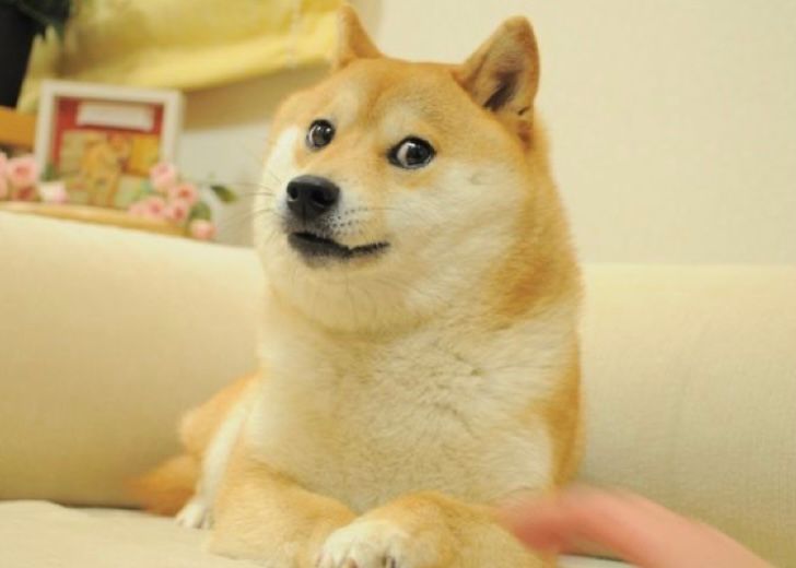 meme shiba inu