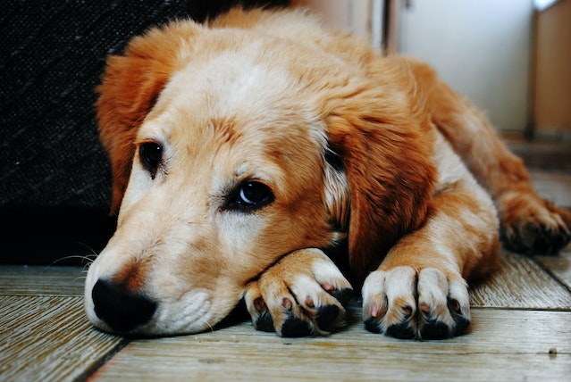 penyebab anjing tidak mau makan