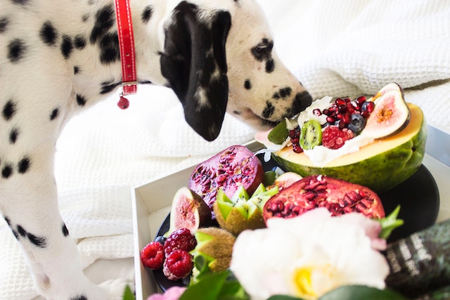 penyebab anjing tidak mau makan