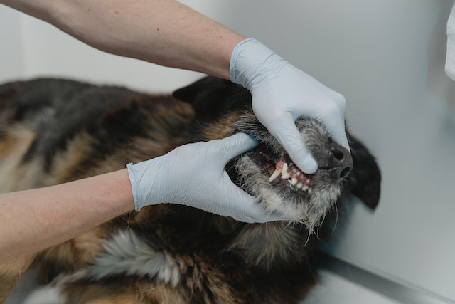 penyebab anjing tidak mau makan 