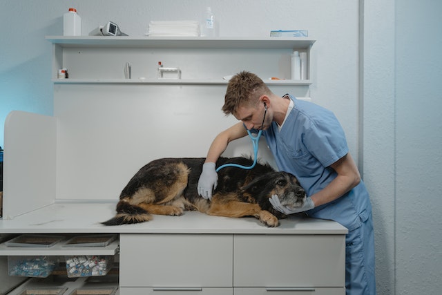 penyebab anjing tidak mau makan