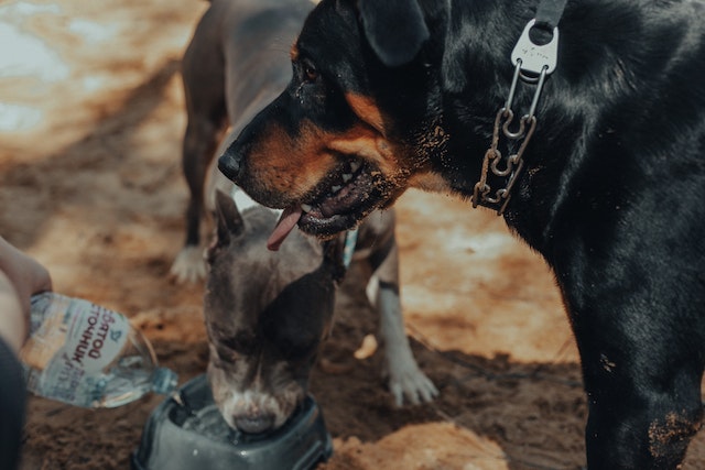 penyebab anjing tidak mau makan