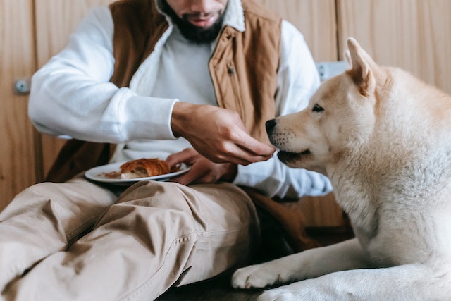 cara mengatasi anjing tidak mau makan