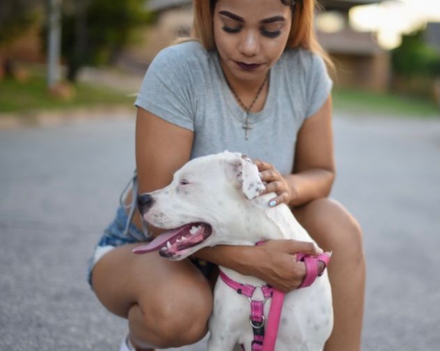 pitbull setia pada majikan