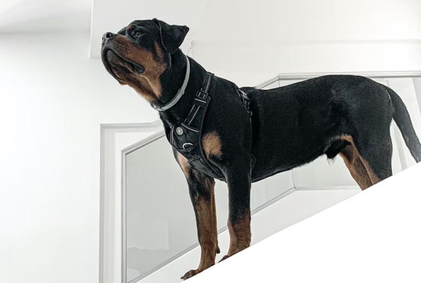 anjing rottweiler