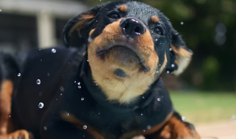 rottweiler puppy