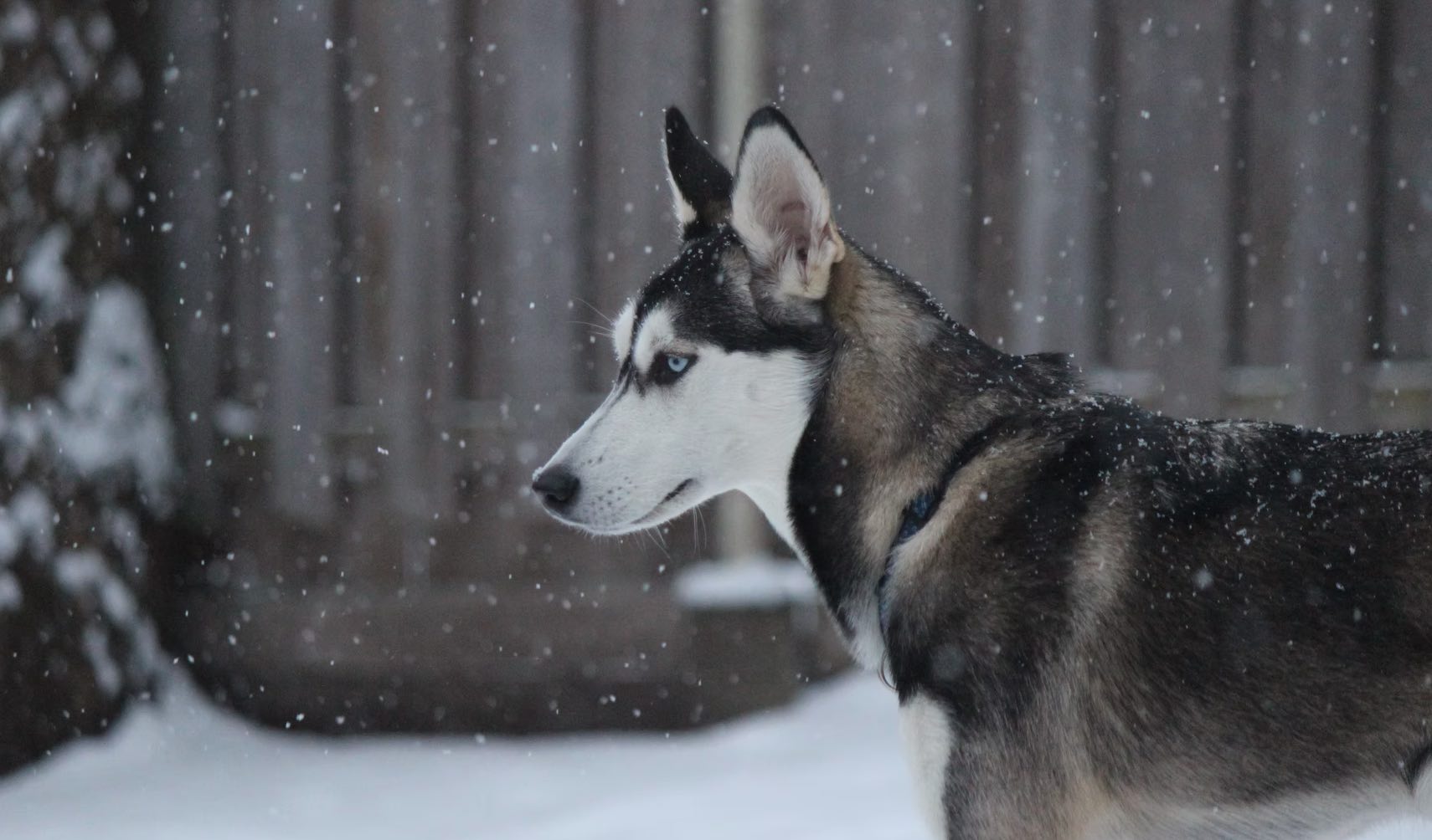 siberian huskies