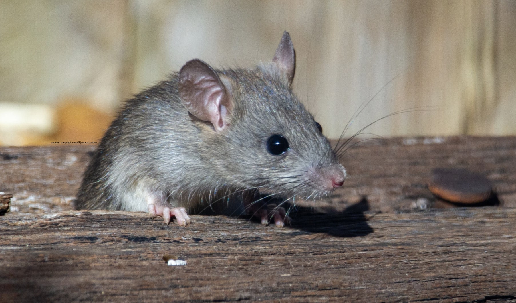 4 Alasan Tikus Sering Lolos Dari Jebakan