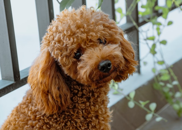 Anjing Poodle: Ciri, Karakteristik, dan Cara Merawatnya - Blog ruparupa