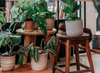 aturan merawat tanaman