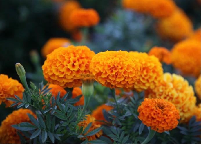 bunga tahi ayam marigold pengusir nyamuk
