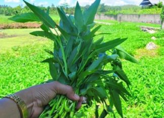 cara menanam kangkung