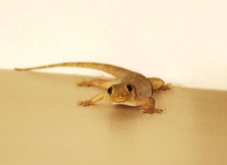 cara mengusir cicak yang ampuh