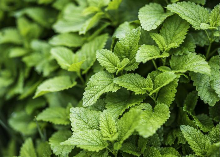 lemon balm