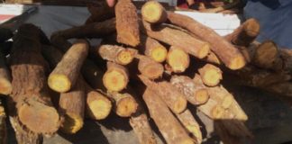 manfaat kayu bajakah
