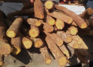 manfaat kayu bajakah