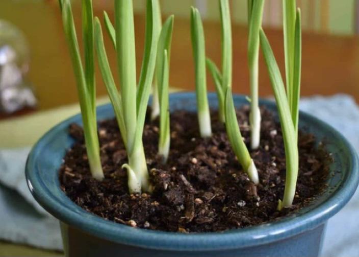 menanam bawang putih di pot