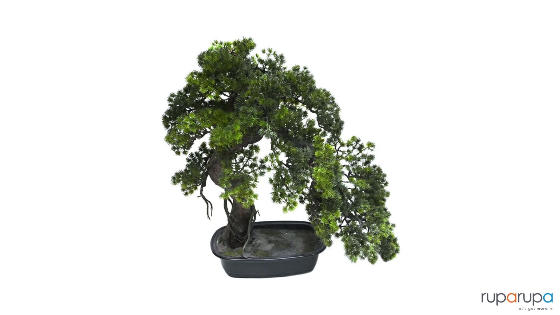 bonsai serut