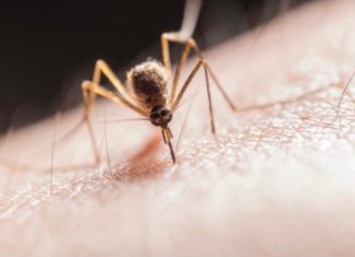 tanaman pengusir nyamuk ampuh